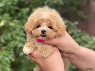 Maltipoo dogs Tim - Ad 5