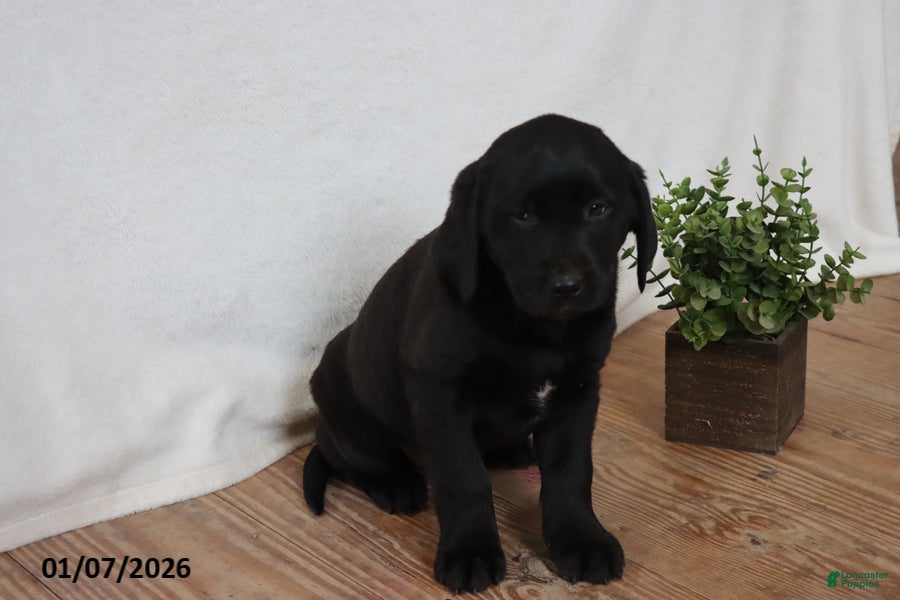 Labrador Retriever dogs Penny - Ad 41