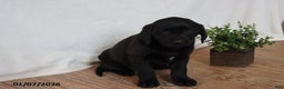 Labrador Retriever dogs for sale: Penny - Ad 1