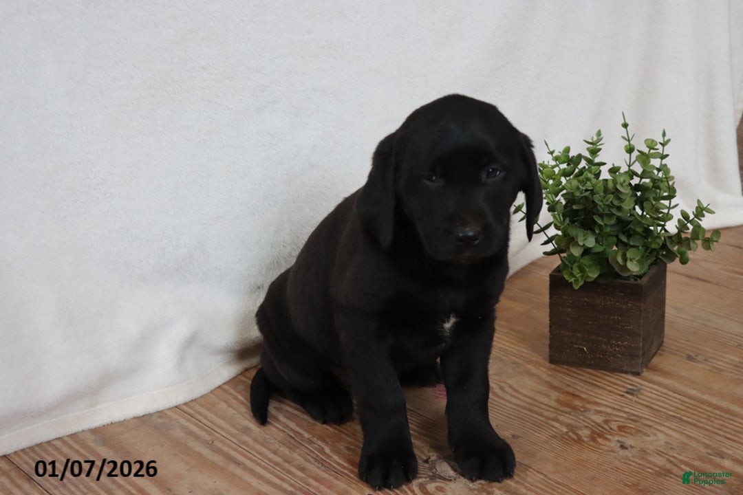 Labrador Retriever dogs for sale: Penny - Ad 1
