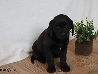 Labrador Retriever dogs Penny - Ad 34