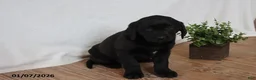 Labrador Retriever dogs for sale: Penny - Ad 1