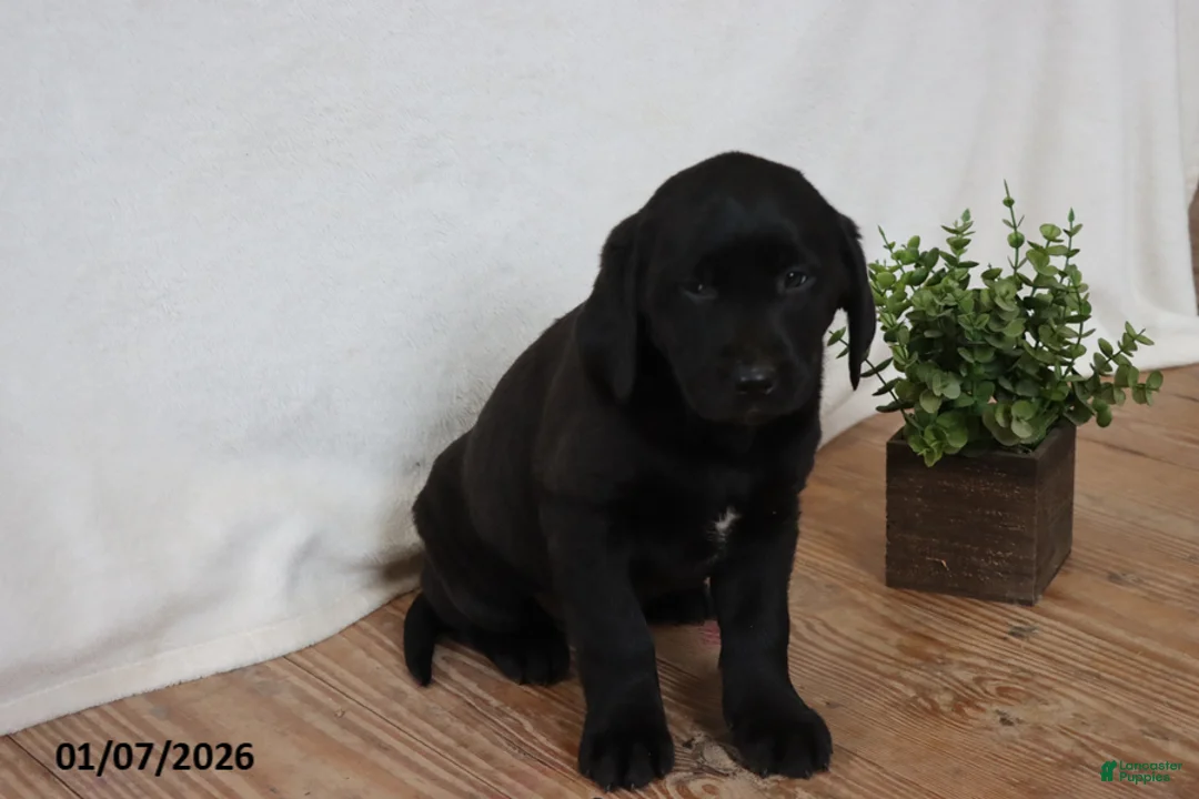 Labrador Retriever dogs for sale: Penny - Ad 1