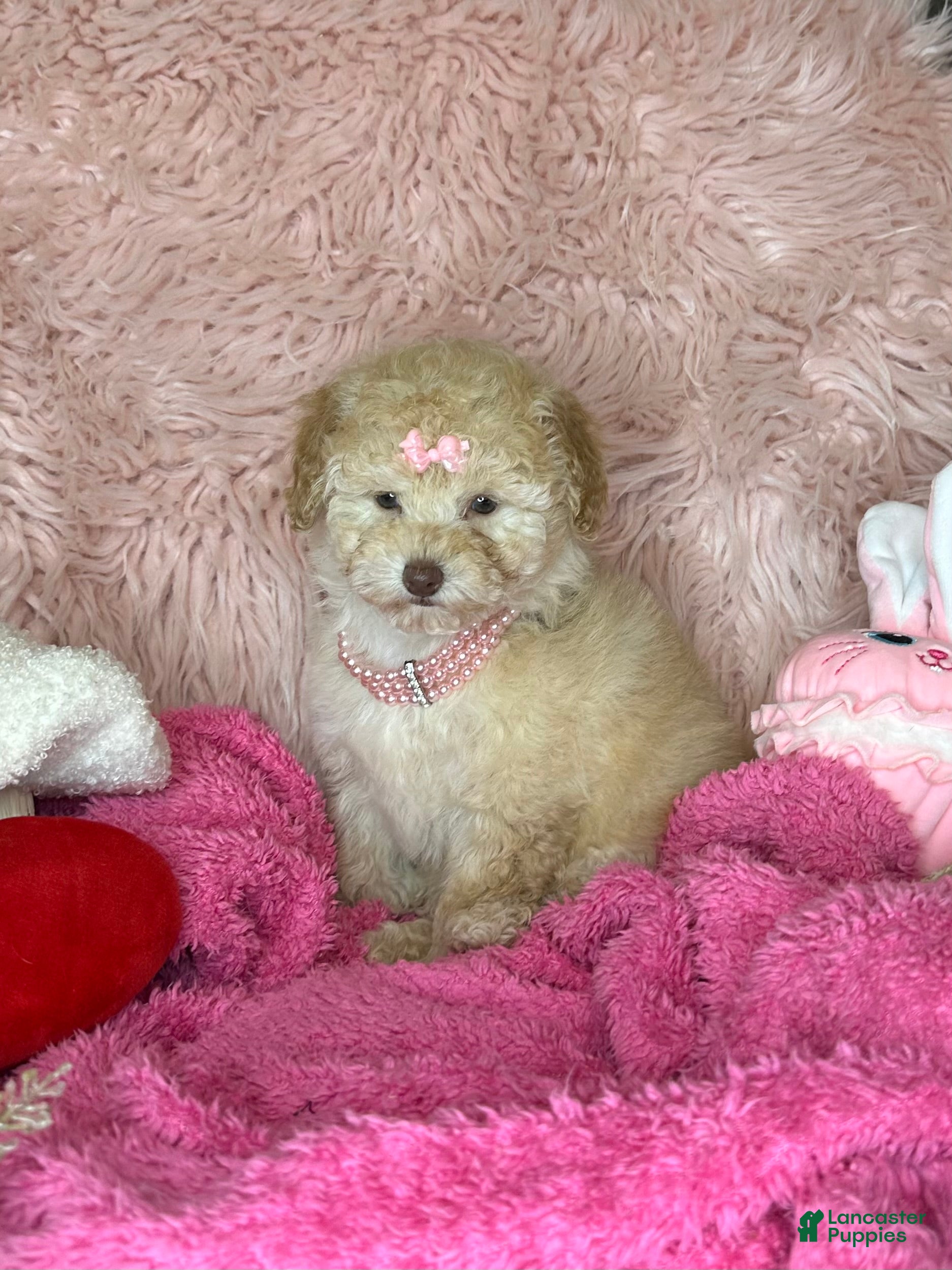 Toy Poodle dogs Gigi - Ad 31