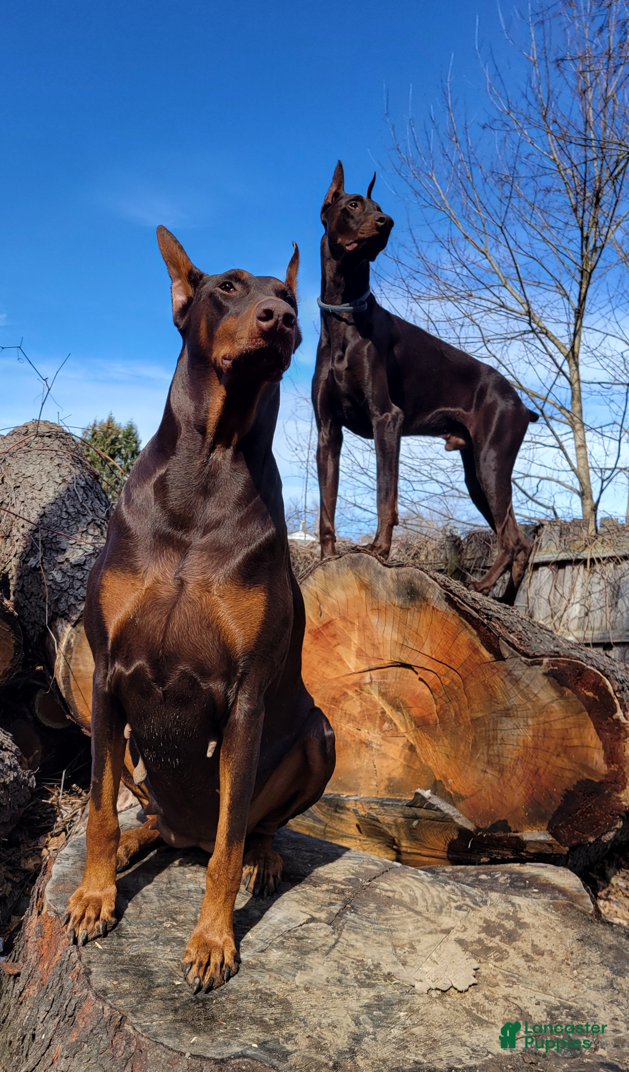Doberman Pinscher dogs Doberman Pinscher Puppy 2 - Ad 1