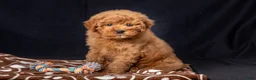 Mini Goldendoodle dogs for sale: Lori - Ad 2
