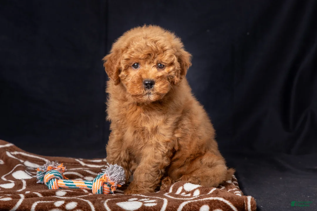 Mini Goldendoodle dogs for sale: Lori - Ad 2