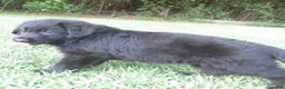 German Shepherd dogs for sale: German Shepherd 7 - Ad 7