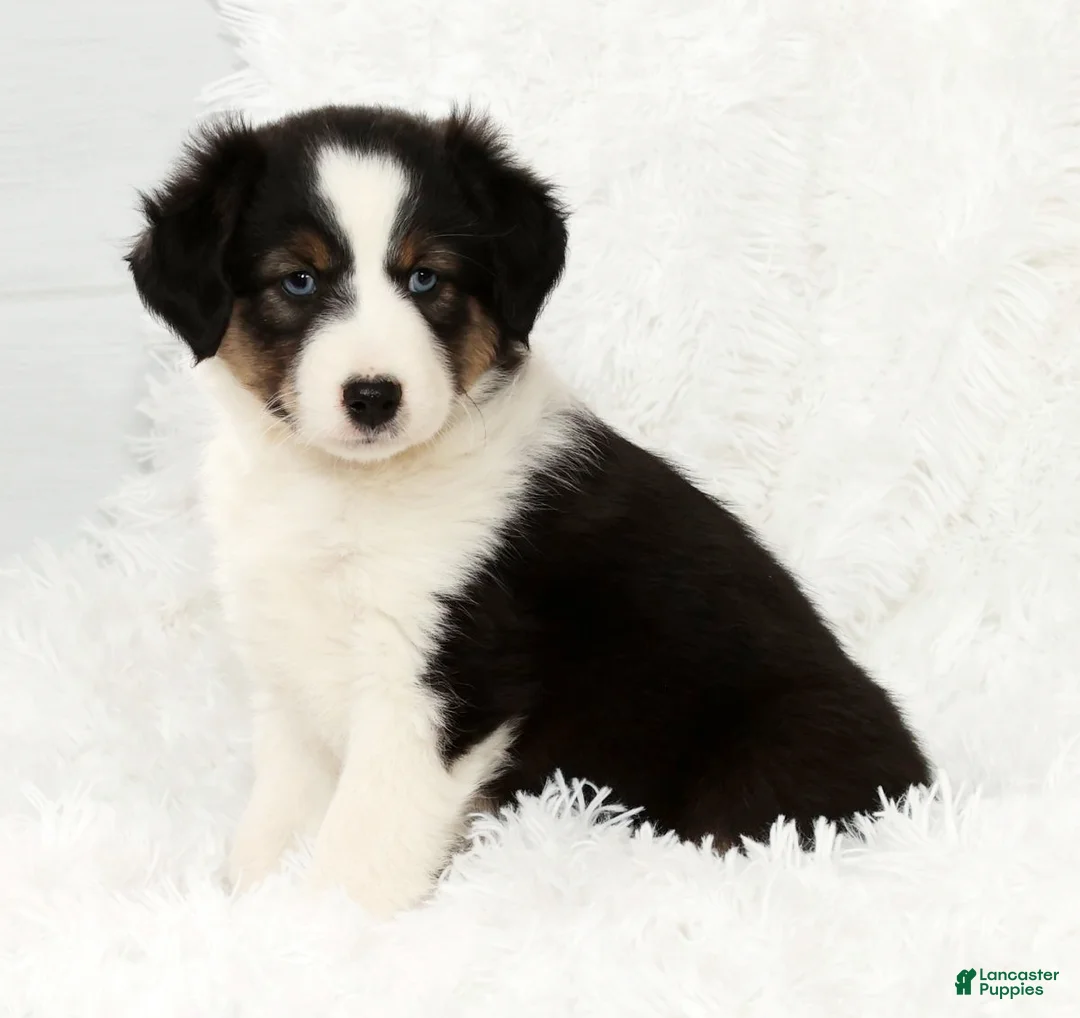Australian Shepherd dogs for sale: Buddy - Ad 3