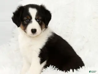 Australian Shepherd dogs Buddy - Ad 8