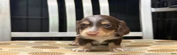 Miniature Dachshund dogs for sale: Brownie - Ad 4
