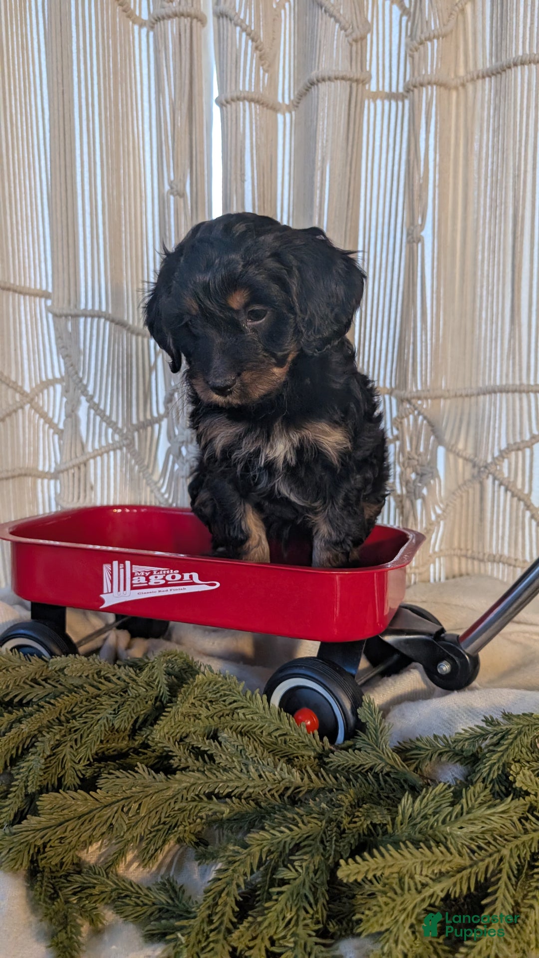 Cavapoo dogs for sale: Ace - Ad 5