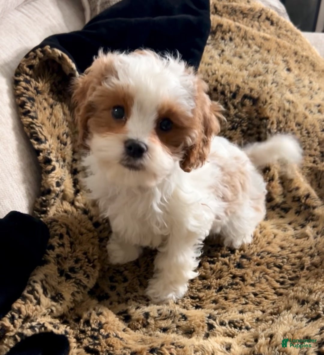 Cavapoo dogs for sale: Penelope - Ad 5