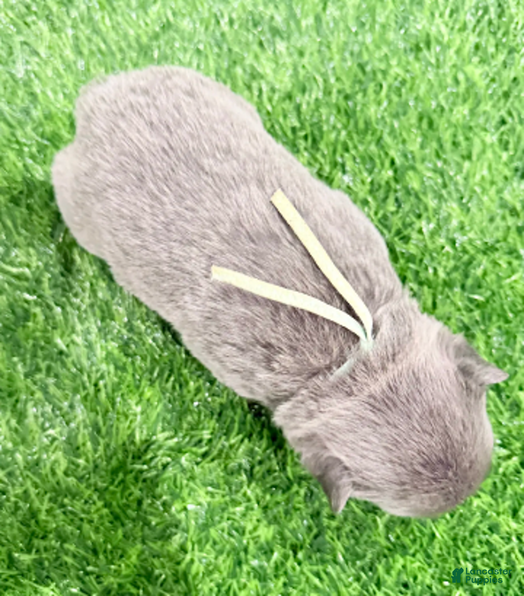 French Bulldog dogs for sale: Feliz - Ad 28