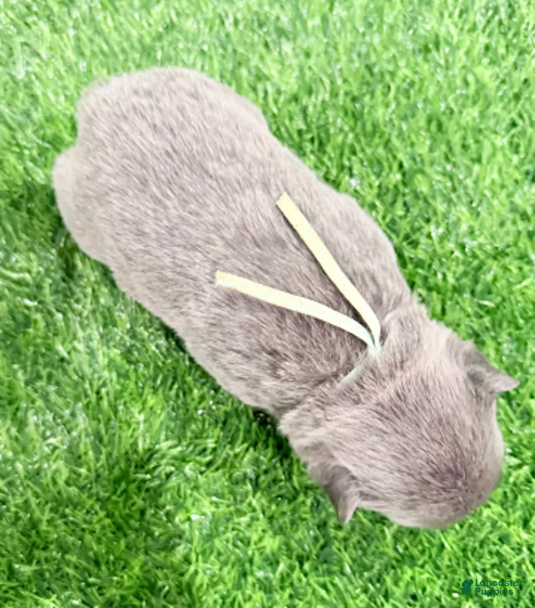 French Bulldog dogs for sale: Mary - Ad 30