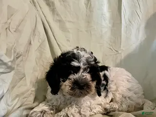 Cockapoo dogs Pooch - Ad 16