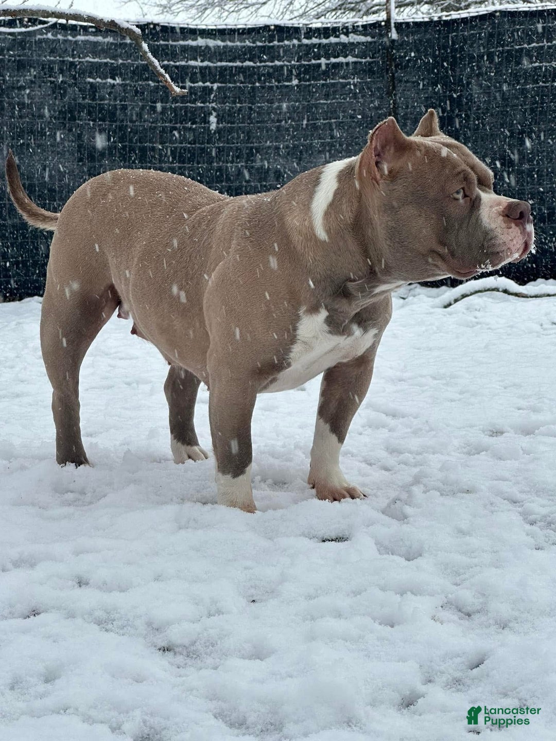 American Bully dogs for sale: Whisper  - Ad 6