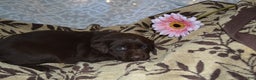 Labrador Retriever dogs for sale: Marly - Ad 2