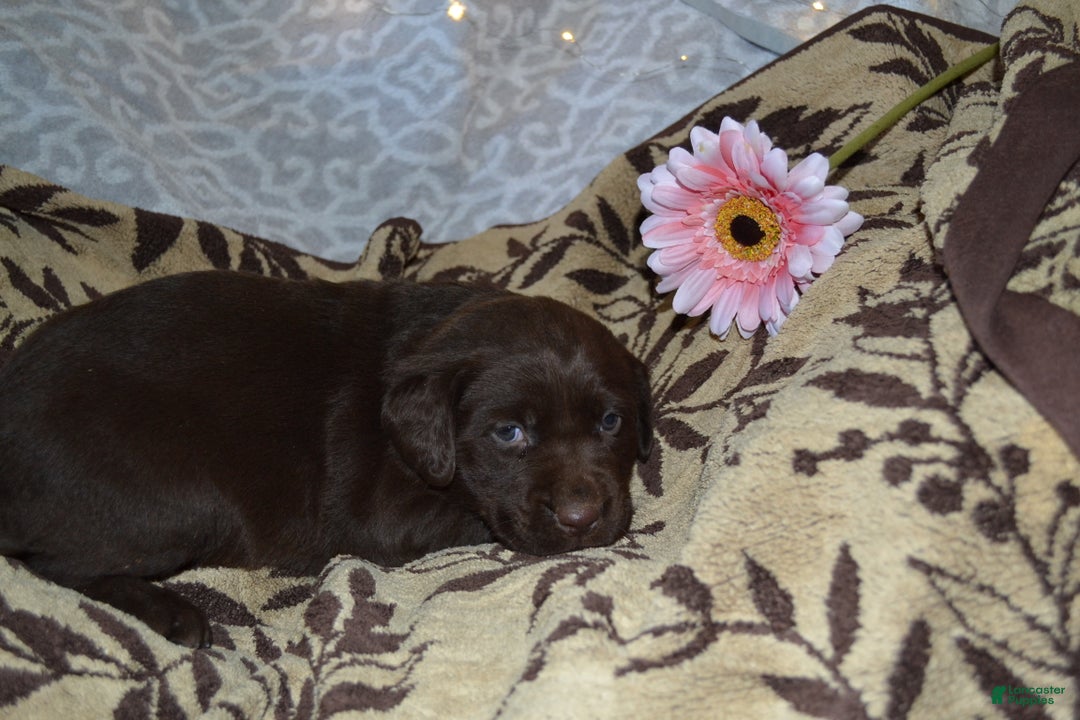 Labrador Retriever dogs for sale: Marly - Ad 2