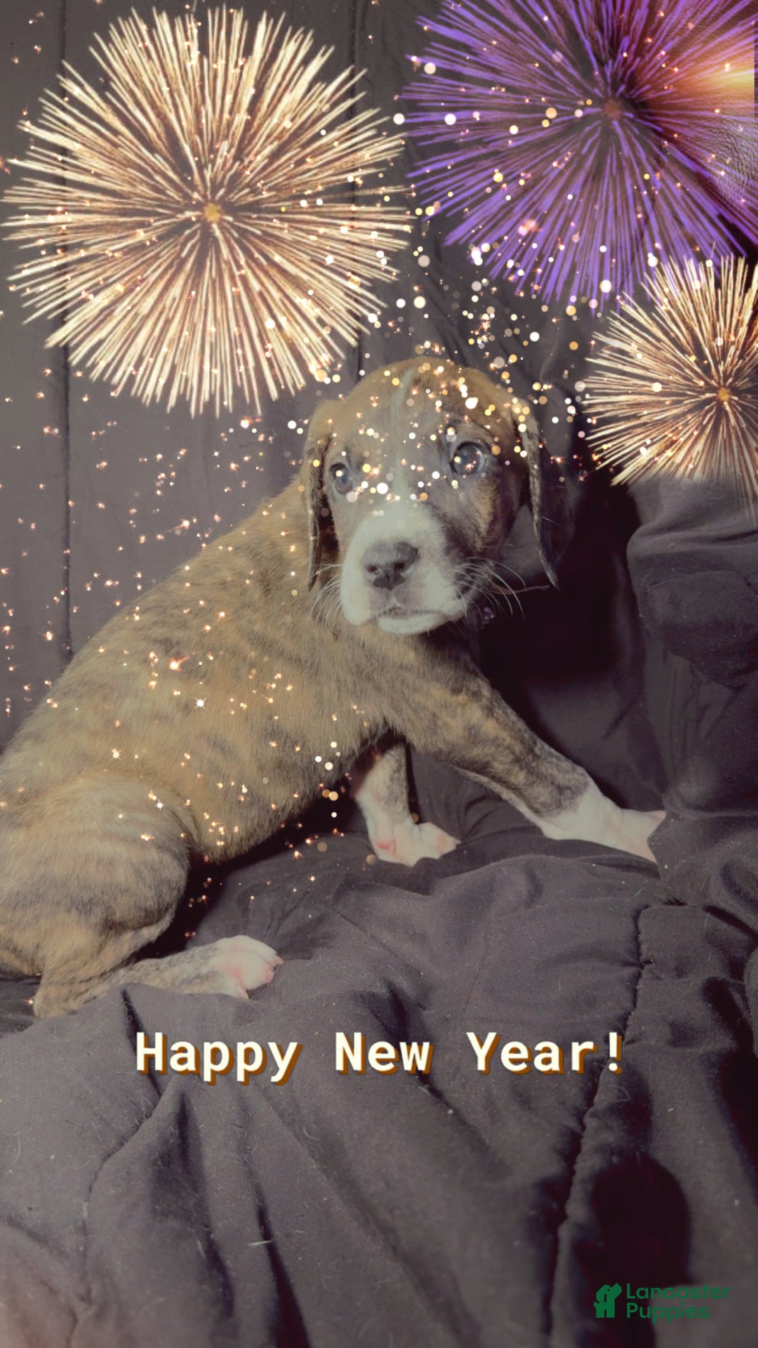 Great Dane dogs for sale: Izzy - Ad 5