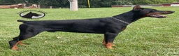 Doberman Pinscher dogs for sale: Lucy  - Ad 14