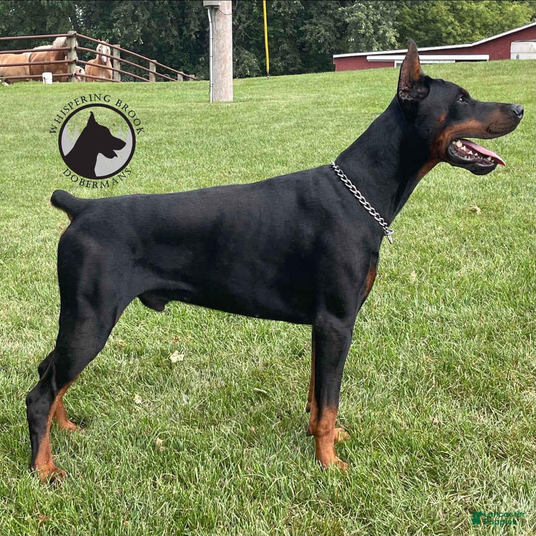 Doberman Pinscher dogs for sale: Lucy  - Ad 14