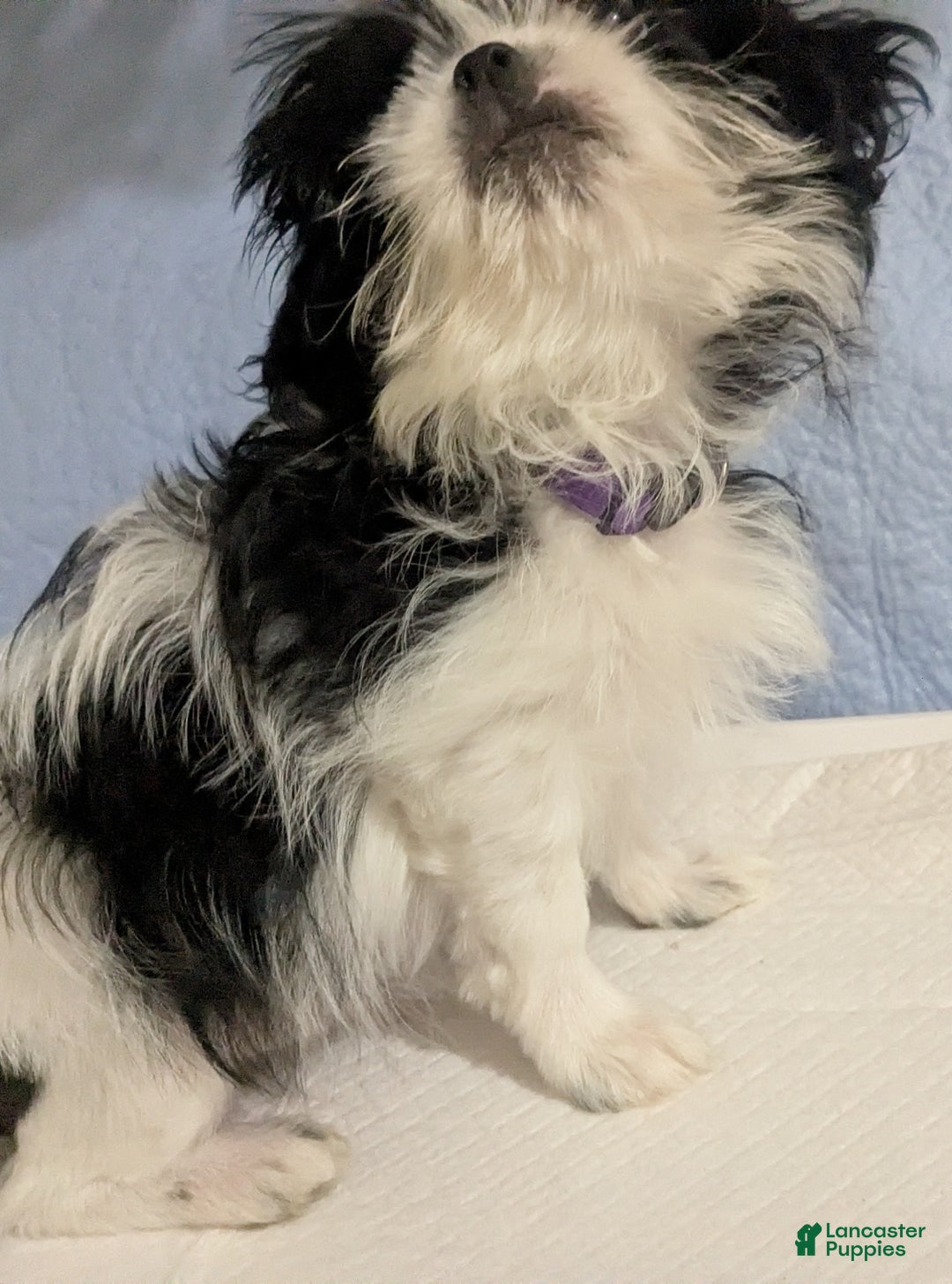 Shih Tzu dogs for sale: Freckles AKC Imperial  Shih Tzu  - Ad 6