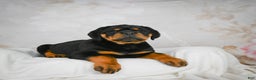 Rottweiler dogs for sale: Tater Tot  - Ad 8