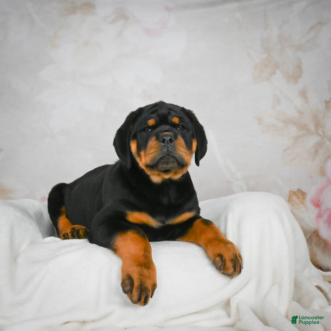 Rottweiler dogs for sale: Tater Tot  - Ad 8
