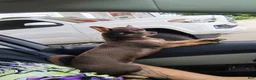Chihuahua dogs for sale: Chihuahua 1 - Ad 2
