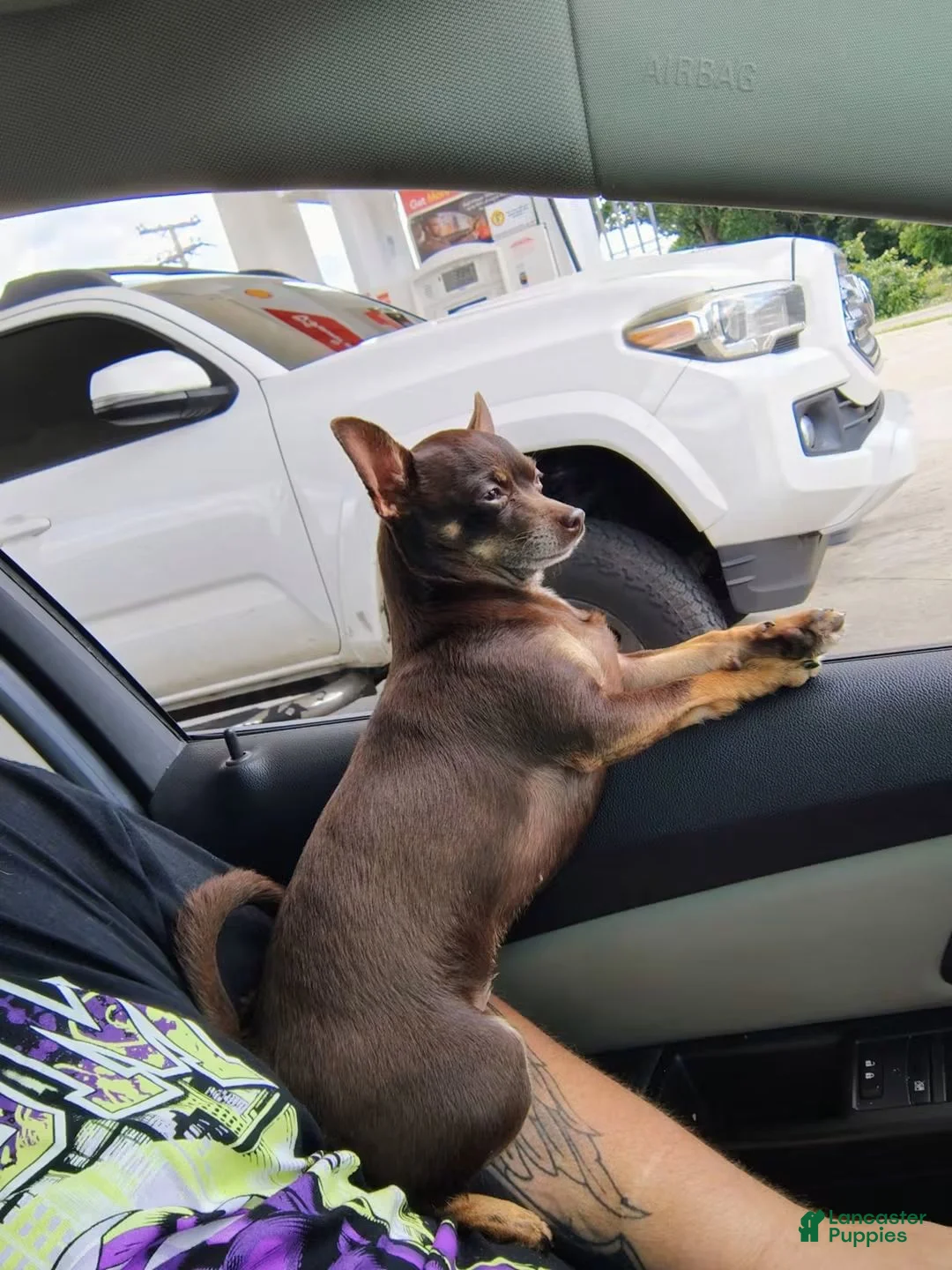 Chihuahua dogs for sale: Chihuahua 1 - Ad 2