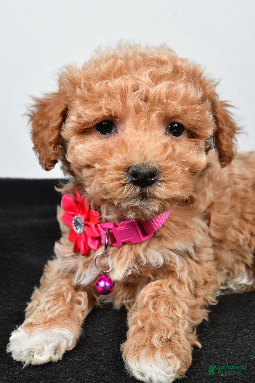 Maltipoo dogs for sale: Sally - Ad 5