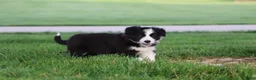 Border Collie dogs for sale: Oakley - Ad 3