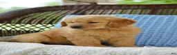 Golden Retriever dogs for sale: Lilo - Ad 4