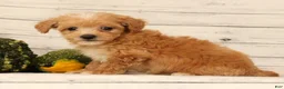 Bichpoo dogs for sale: Omar - Ad 6