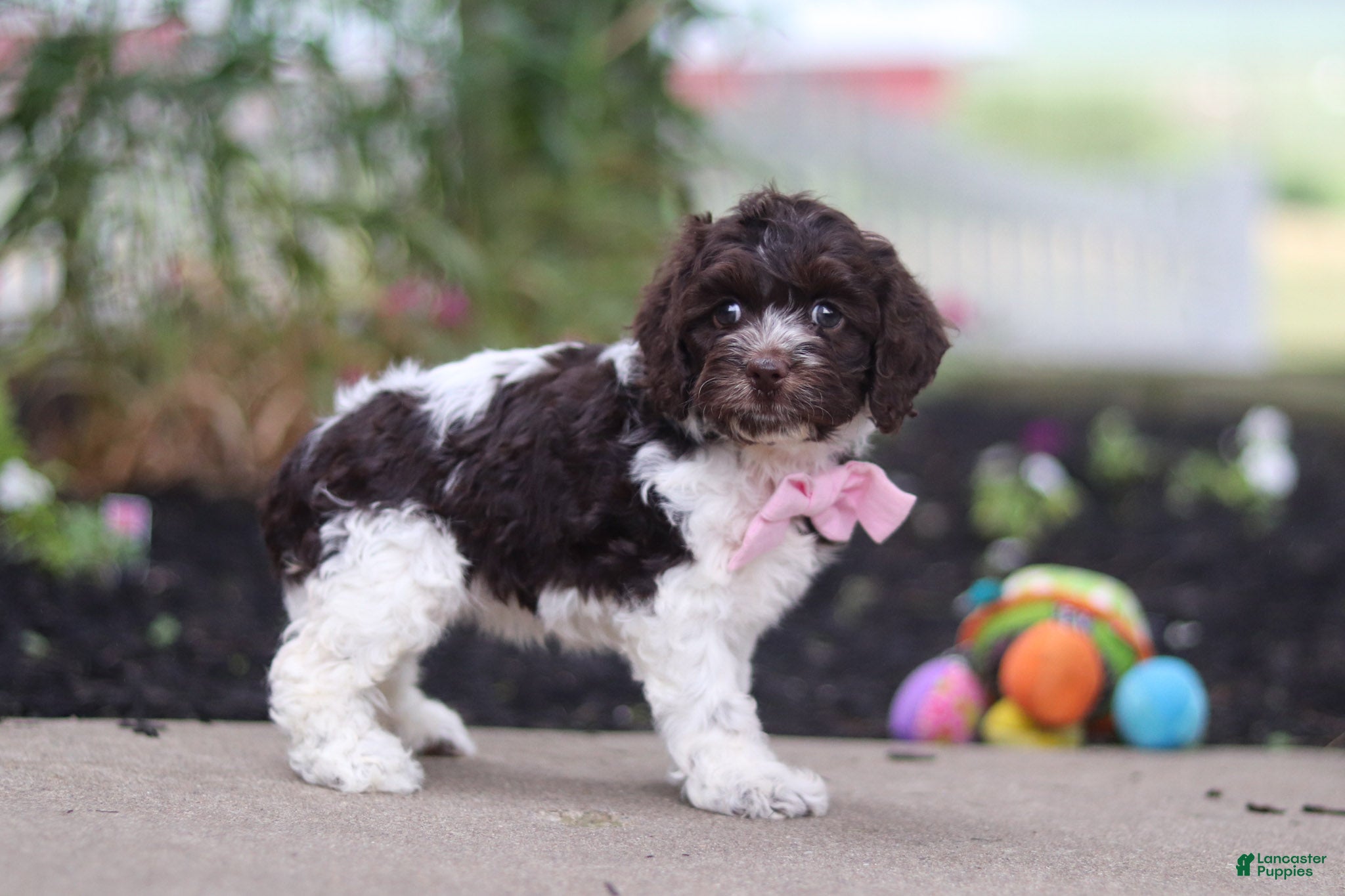 Cockapoo dogs Aleah - Ad 2