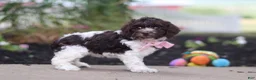 Cockapoo dogs for sale: Aleah - Ad 2