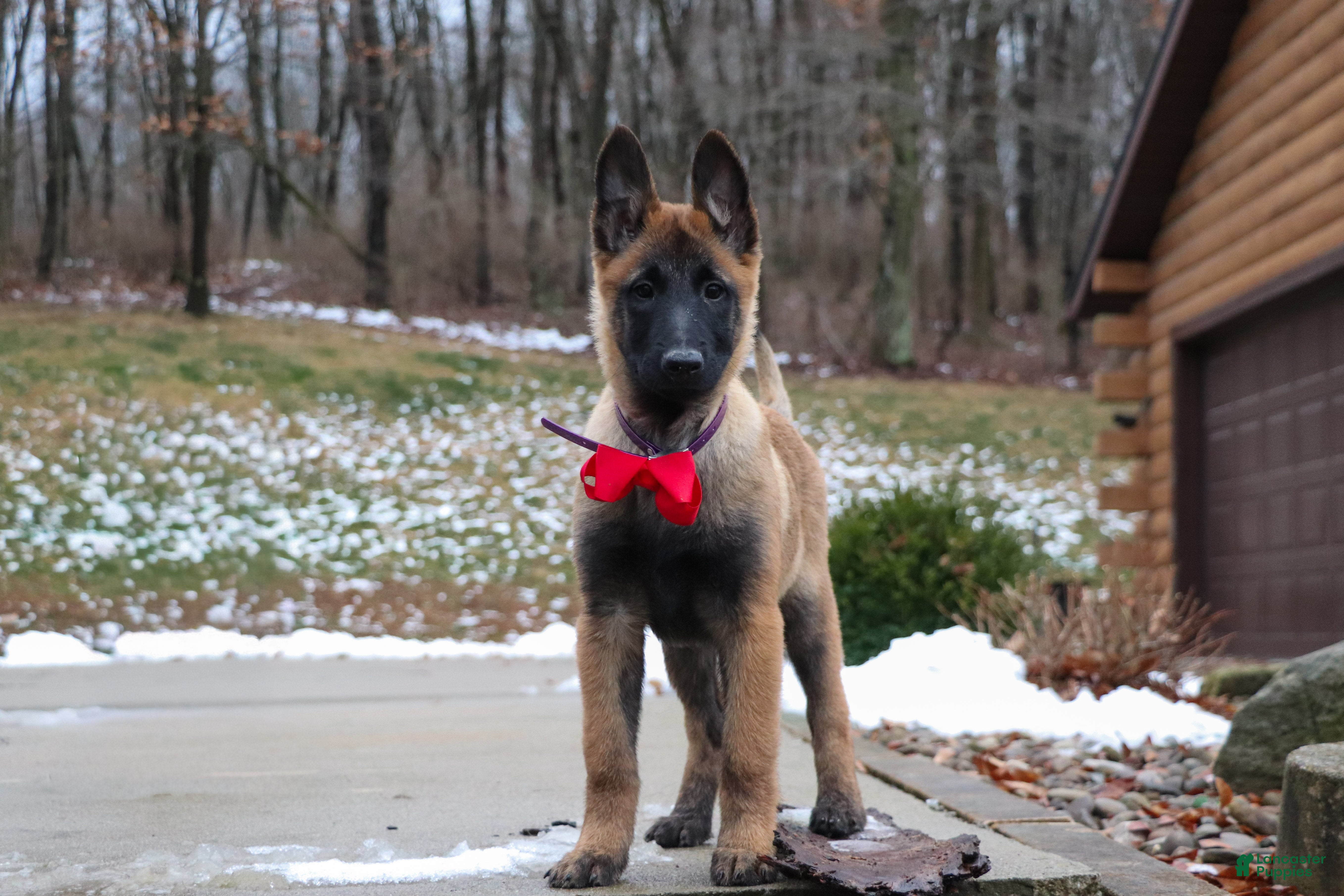 Belgian Malinois dogs Halo - Ad 26