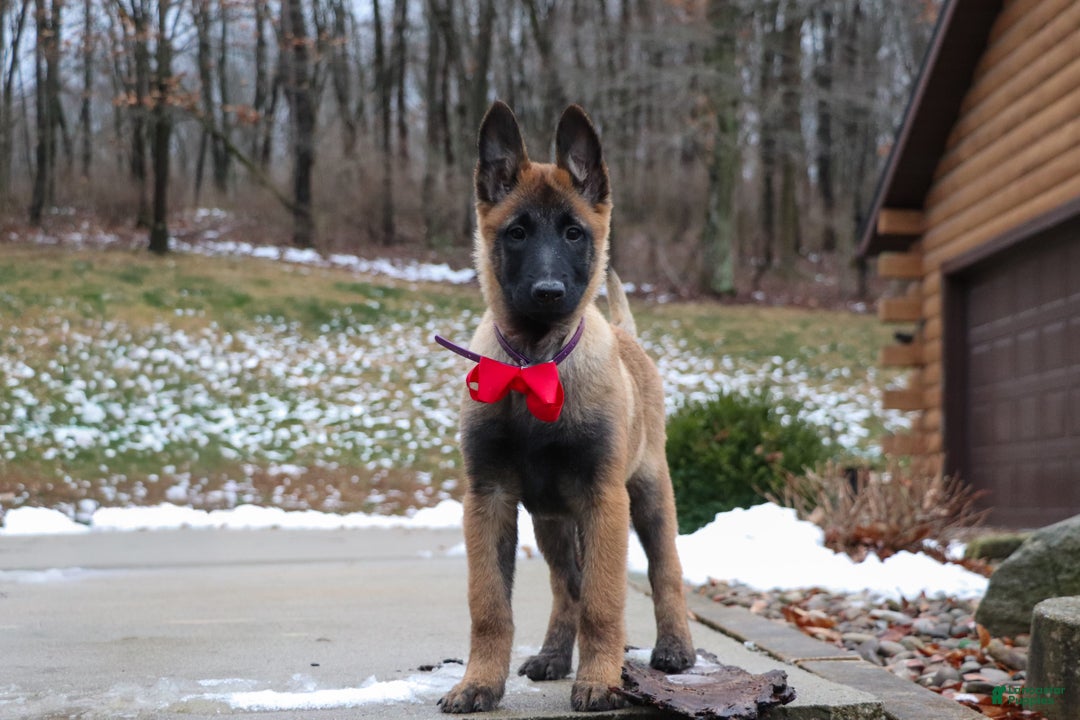 Belgian Malinois dogs for sale: Halo - Ad 1