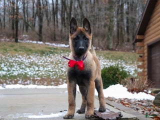 Belgian Malinois dogs Halo - Ad 27