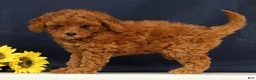 Cavapoo dogs for sale: Casey - Ad 3