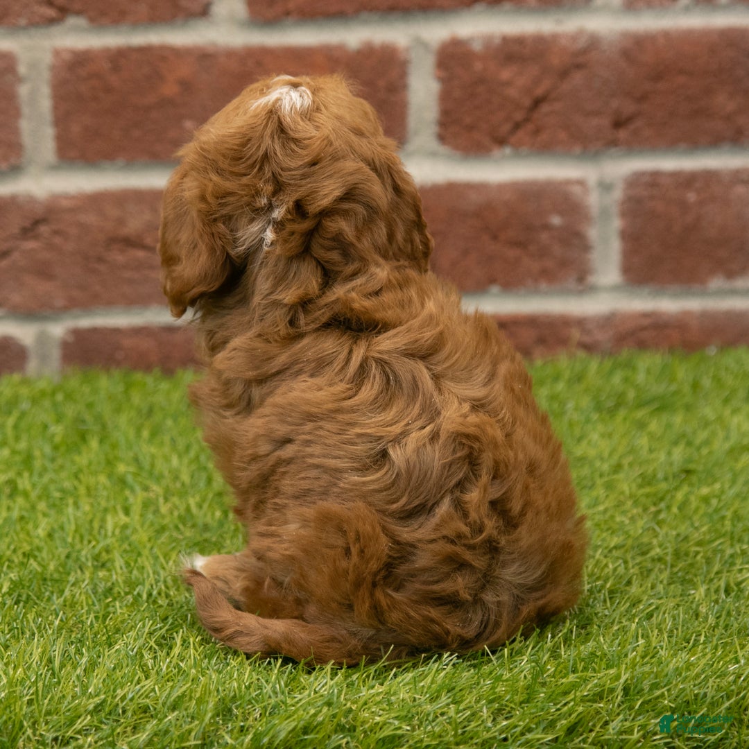 Cavapoo dogs for sale: Dusty - Ad 6