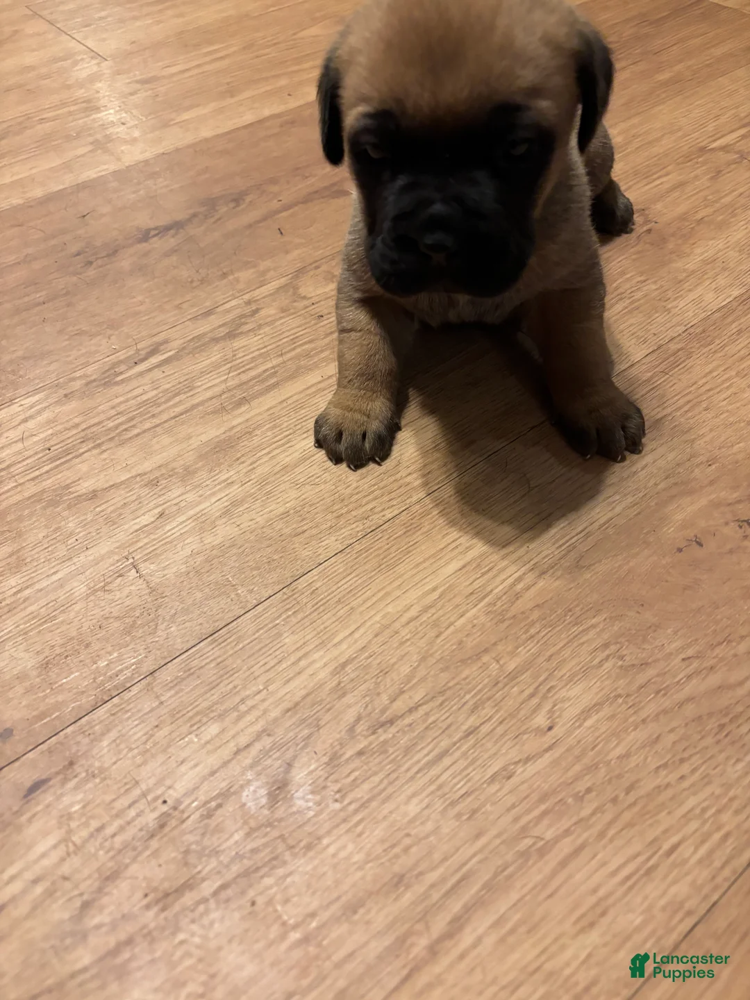 Cane Corso dogs for sale: Cane Corso 5 - Ad 2