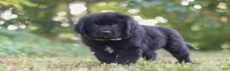 Newfoundland dogs for sale: Jimmy - Ad 6