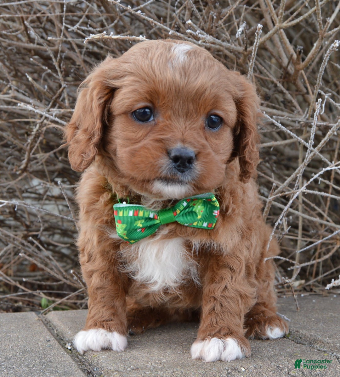 Cavapoo dogs for sale: Cora - Ad 10