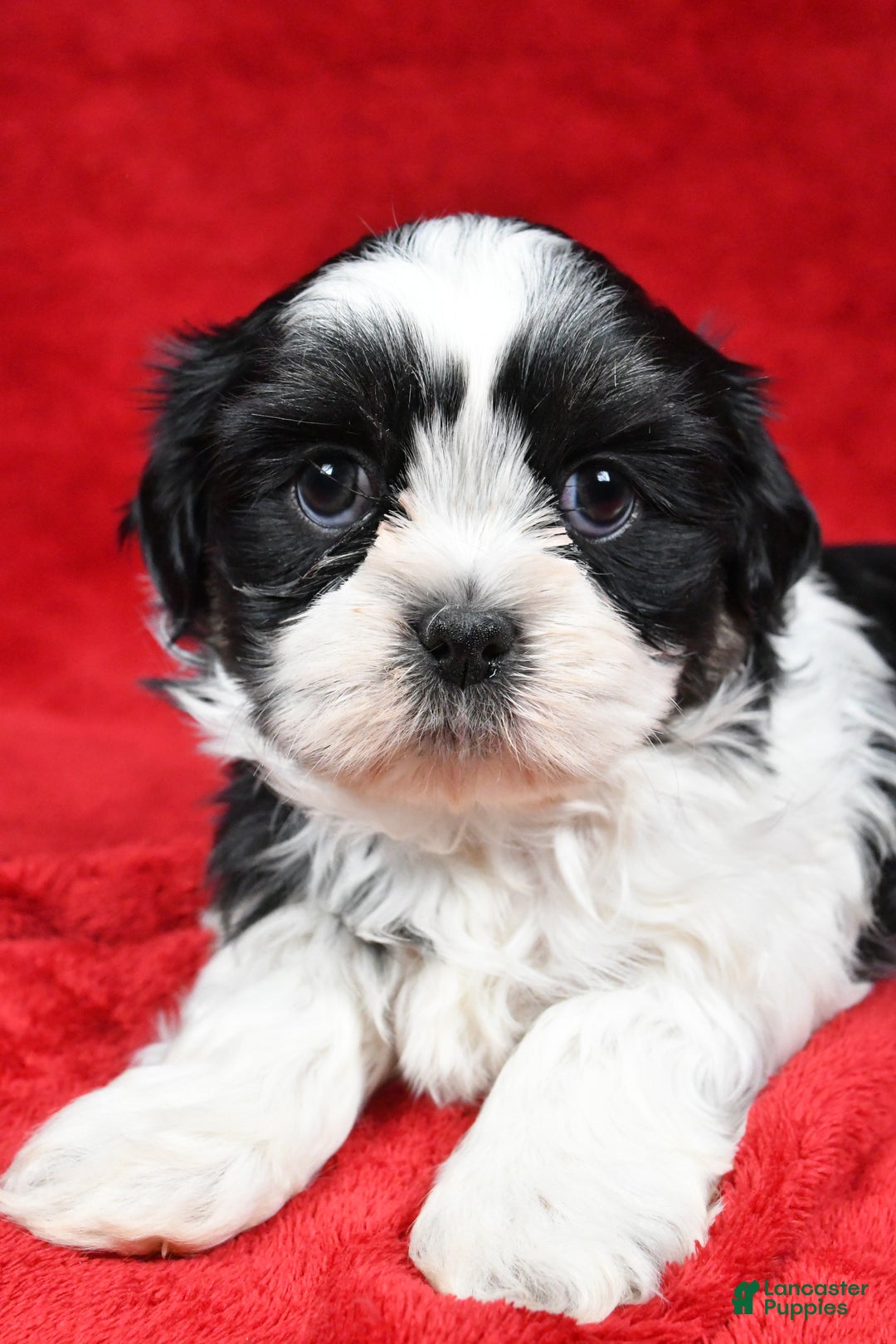 Shih Tzu dogs for sale: Ike - Ad 3