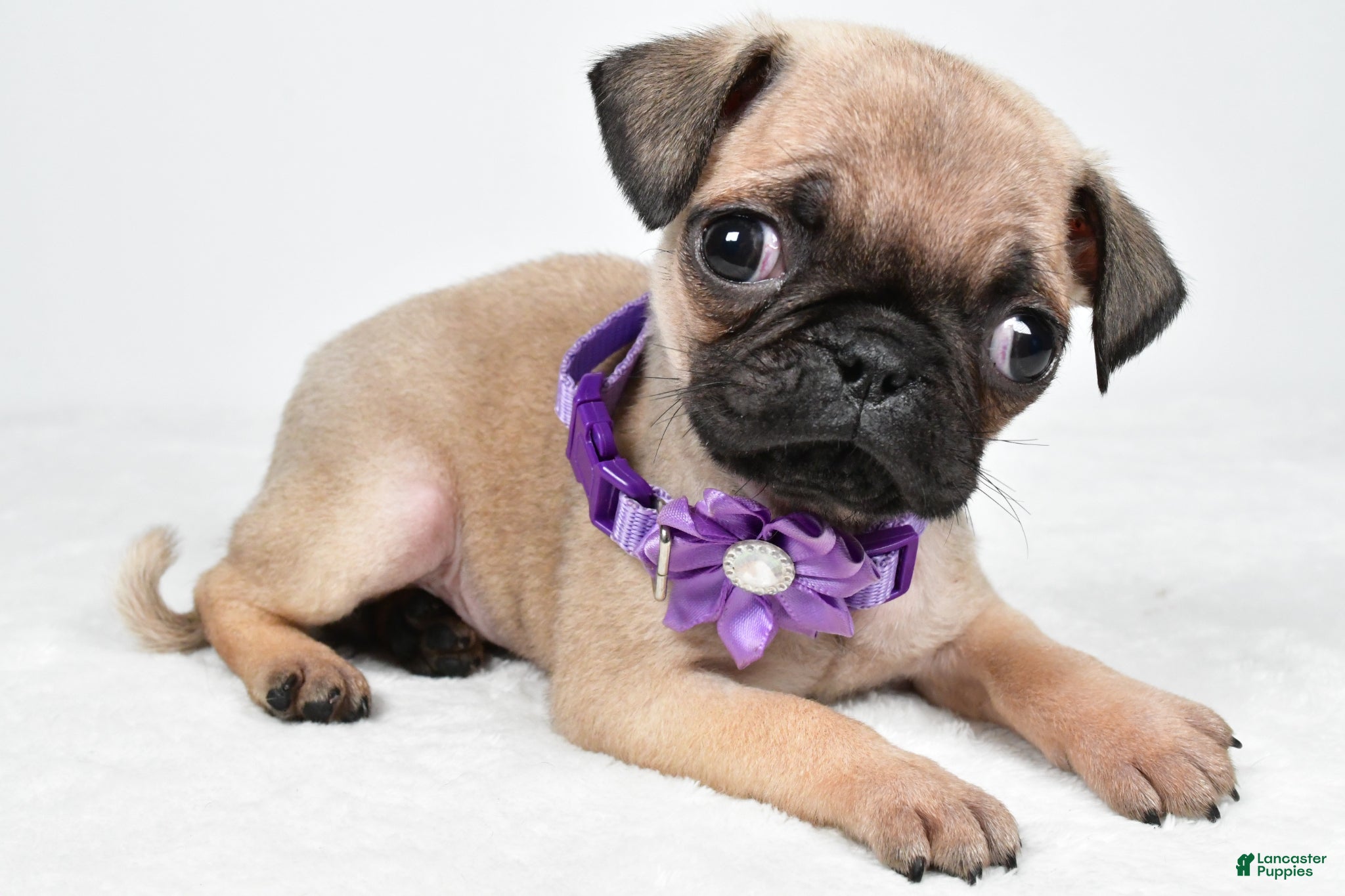 Pug dogs Avery - Ad 2