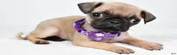 Pug dogs for sale: Avery - Ad 2