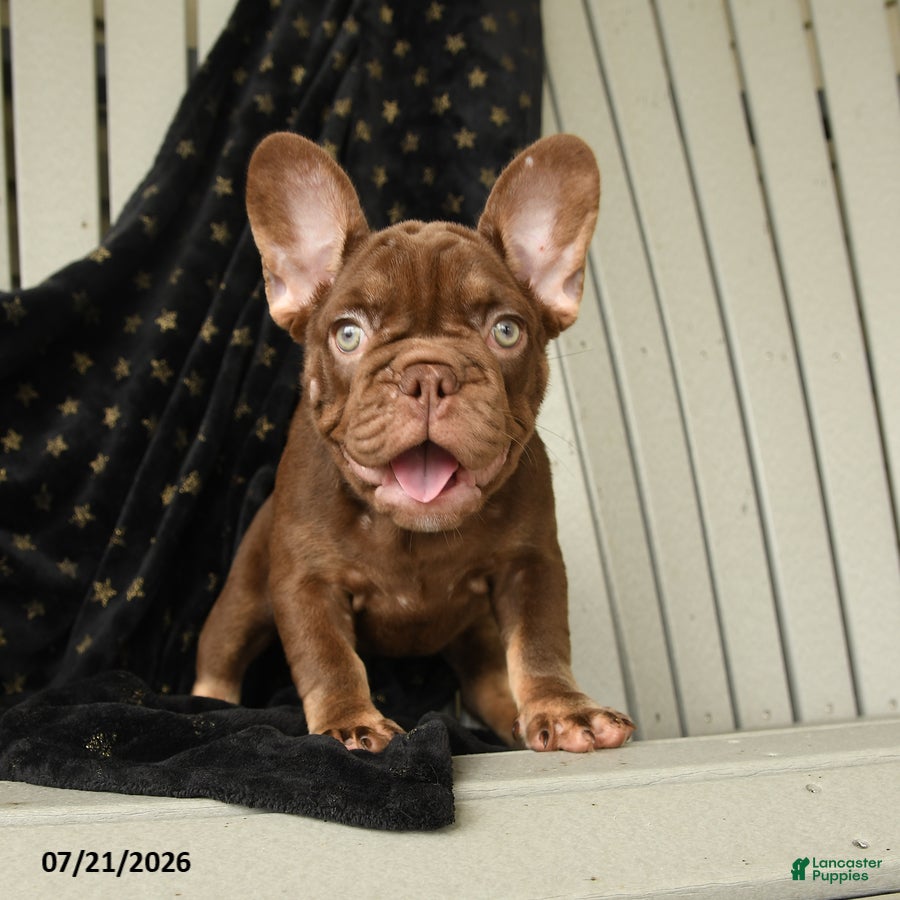 French Bulldog dogs Kona - Ad 2