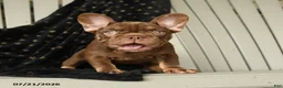 French Bulldog dogs for sale: Kona - Ad 2